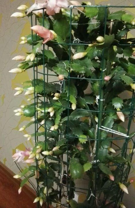 奶粉酸奶大豆油,这些东西越过期,养花越好使!