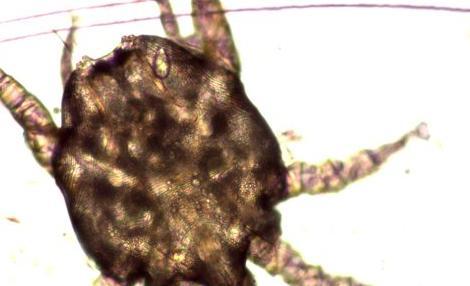 网上分享的治疗猫咪耳螨都说用棉签清理,坑死我了!