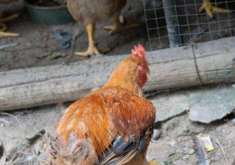 得了肾结石之后吃什么菜能够快速溶石呢?