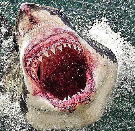 原以为鲨鱼已经是海上的老大了,没想到还隐藏着比它更恐怖的生物
