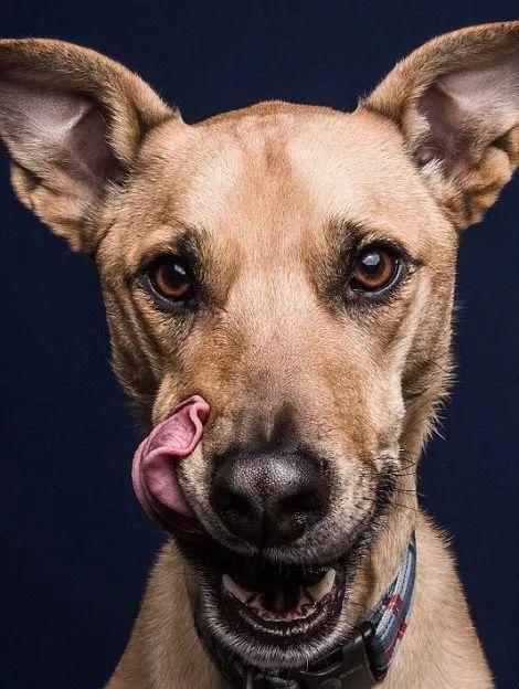 吐舌头谁不会,你吐舌头是作妖,这些汪星人吐舌头就是卖萌了!