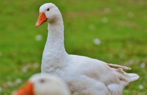 2018年活鹅价格多少钱一斤?一亩牧草能养多少