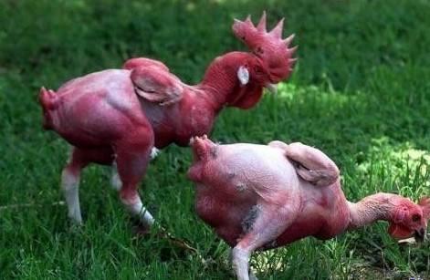 美国人吃不吃转基因食品,转基因食品真的那么