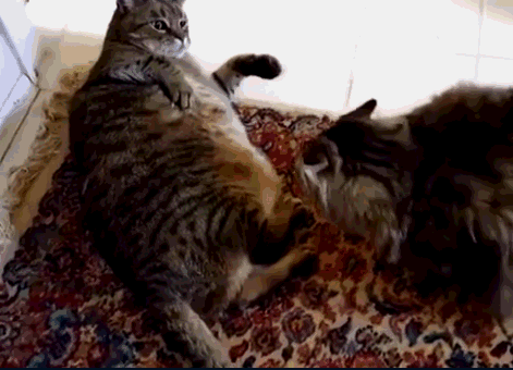 两只体重严重超标的肥猫在家里打架,这架势真感人