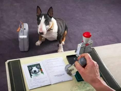 带宠物出国玩很麻烦?其实没你想的那么复杂!