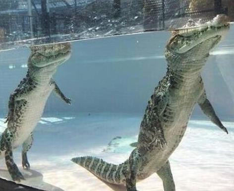 为鳄鱼清理牙齿的牙签鸟真的存在吗?