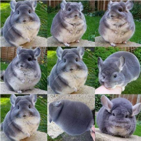 真实版龙猫