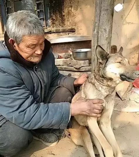 伤心，跟随了一辈子的狗狗去世，老主人坚持亲自把它埋葬！