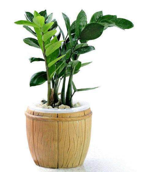 秋冬季节这样给金钱树施肥,绿植长得非常旺盛