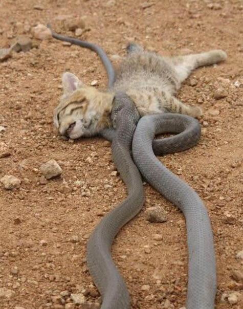 总是猫吃蛇,最致命毒蛇黑曼巴终反杀野猫一回