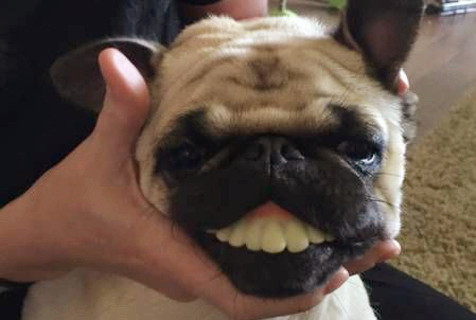 笑死人不偿命的12张搞笑图,老司机你能憋到第几张?