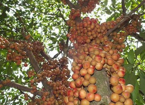 这种水果在南方几毛钱一斤, 运到北方卖到70元