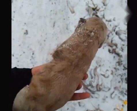 雪地捡到一只冻僵的小奶狗,嘴巴大张,仿佛临死