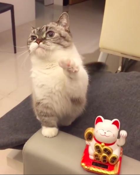 主子发现招财猫手不停摆动，看了之后竟也学着,举动让所有人笑爆