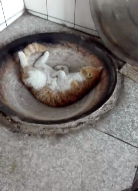 村的猫咪跑到锅里面取暖,还睡起了大觉,被炖了
