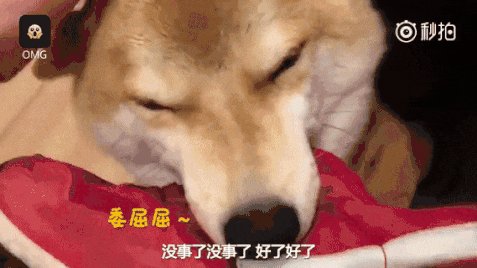 主人出远门回家后, 柴柴委屈得咬着鞋子哭! ?再也不让