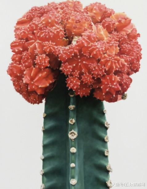 心理测试: 3种沙漠仙人掌, 哪个有毒? 测你的防