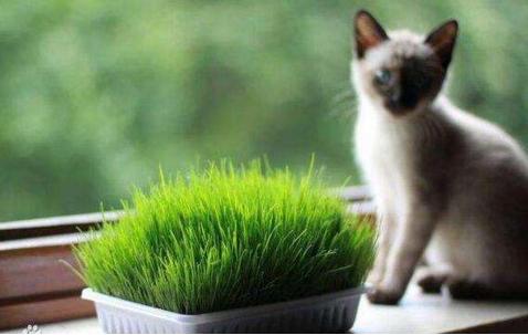 猫咪明明是肉食动物，为什么却唯独喜欢吃猫草呢？！