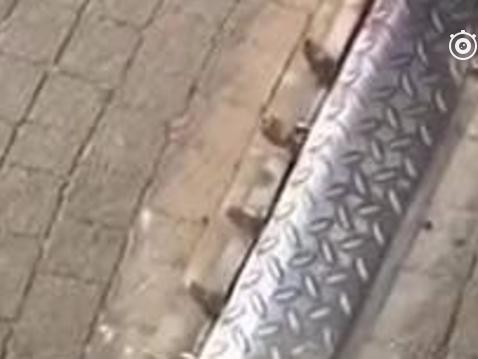 真想知道这样的道路限制器在哪里出现的？会有车逆行吗？你怎么看