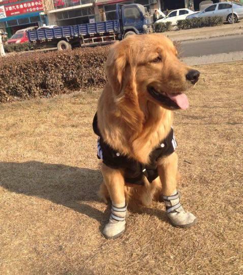 2017年最火的几只网红狗,你最爱那一只呢?