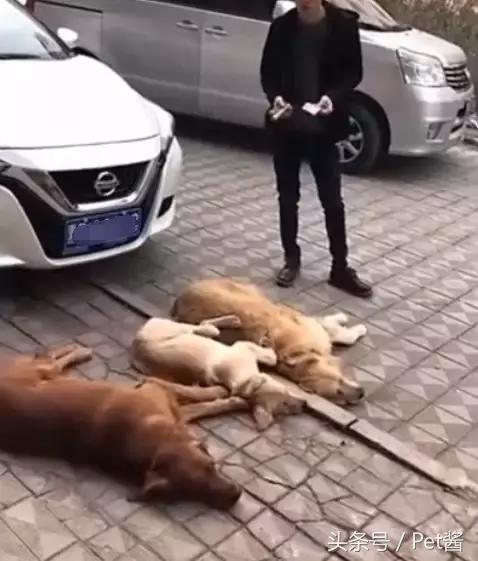 金毛狗狗在路上碰瓷,一听到司机打电话报警,金