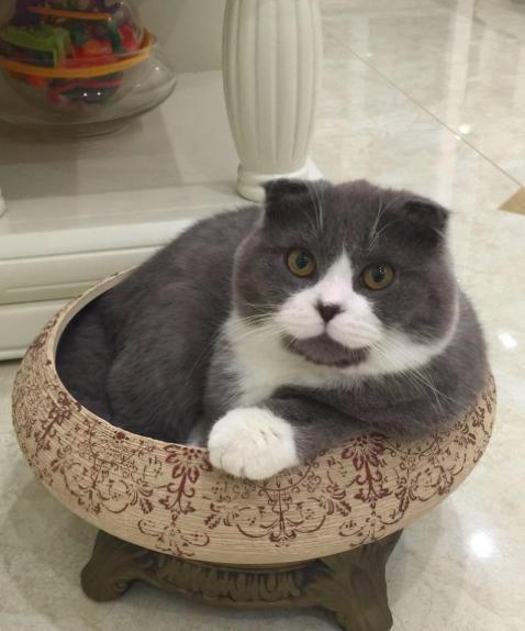 猫星人英短英短蓝白猫是蓝猫和白猫的串串