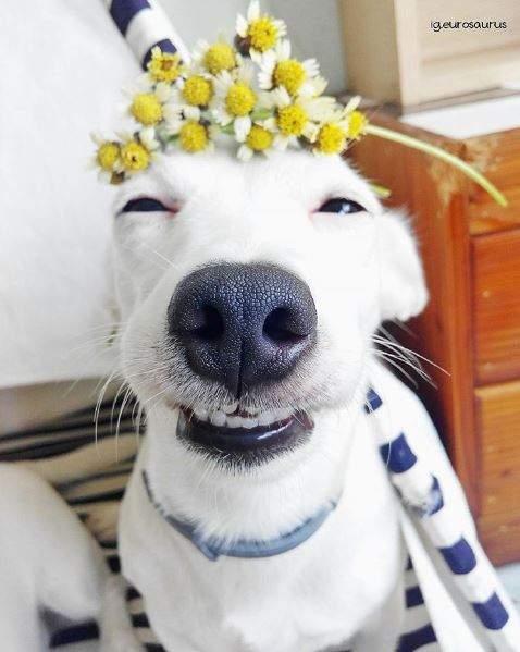 露牙笑狗狗迷人笑容配上鲜花谁不拜倒在它的狗尾巴下