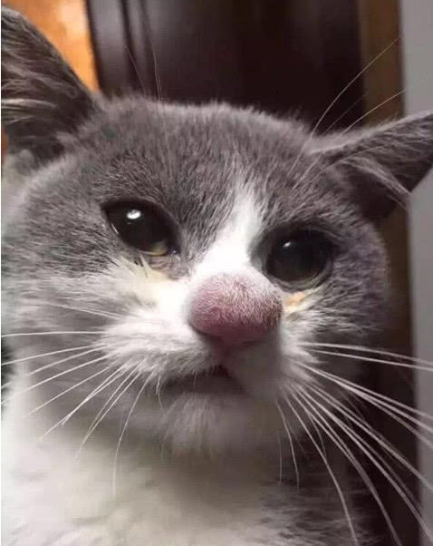桌面猫咪猫角马小猫壁纸478_602竖版竖屏手机动物狮子王图片
