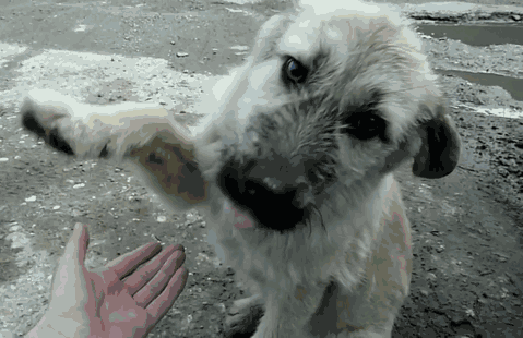 壁纸 动物 狗 狗狗 479_310 gif 动态图 动图