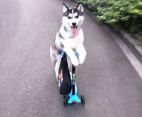 傻二哈练瑜伽,这翘起来的屁股真是绝了!