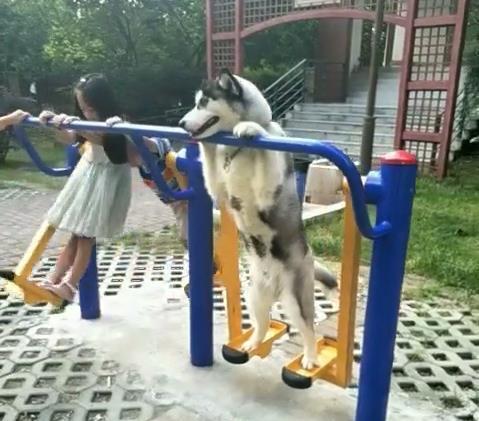 傻二哈练瑜伽,这翘起来的屁股真是绝了!