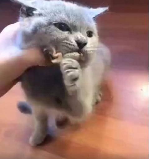 猫咪叼回来一只冷血动物, 主人急忙上前抢夺, 原来情况是这样的!