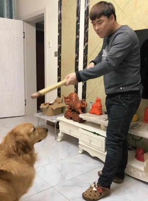 男主人拿棍子教训金毛,结果不小心打碎了电视