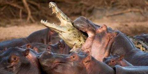 “平头哥”霸气, 动物大战的十个精彩瞬间 二哈最蠢 ,