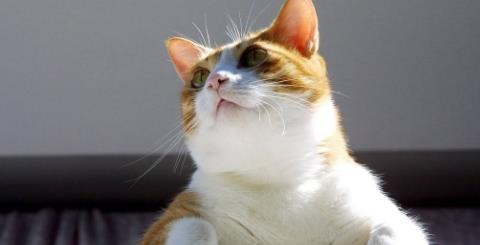 这4个针对猫咪掉毛的妙招太有用了!