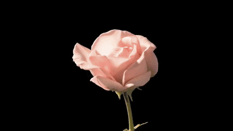 壁纸 花 桌面 480_270 gif 动态图 动图