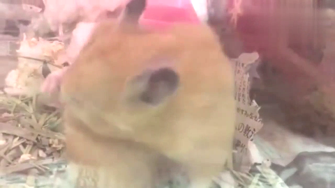 搞笑萌宠:这只狗智商太高,主人都甘拜下风动物世界蝴蝶狗配图片