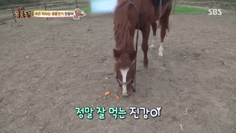 马场只要一有人来骑这匹马,它的反应让我直竖大拇指! !