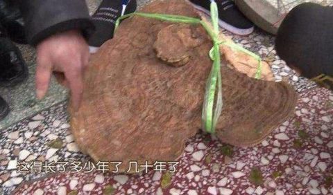 男子从山上捡到巨型灵芝, 出价20万都不卖, 专家的话让他泪崩