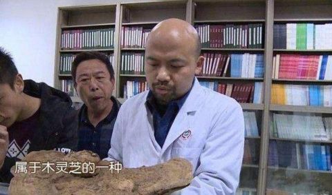 男子从山上捡到巨型灵芝, 出价20万都不卖, 专家的话让他泪崩