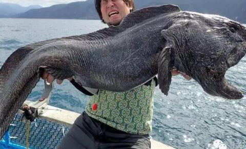 这只鱼没有眼睛形似外星生物,难道是变异鱼?