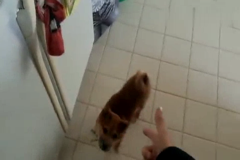 小柴犬kibo被主人,枪指,即举手投降