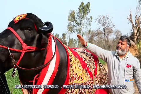 印度身价2千万的神牛，每年仅卖精就超过百万