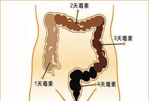 天天大便不代表没宿便! 狂排宿便一身轻就靠这招了!