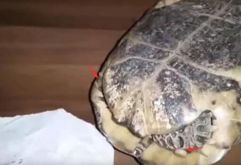 男子野外看到乌龟身上灰色不明小点, 取下细