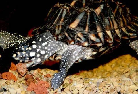 如何饲养斑点池龟