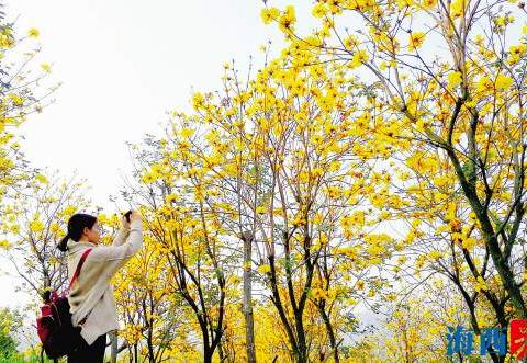 灿灿黄花迎风舞 同安五显后烧村黄花风铃木将迎开花旺季!