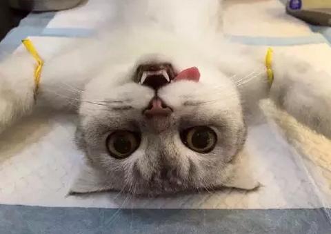 为什么兽医总是推荐猫狗绝育,原来不只是防止发情那么简单!