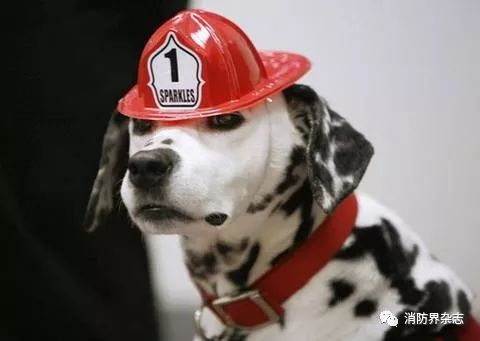 这些网红消防犬,你都知道吗?