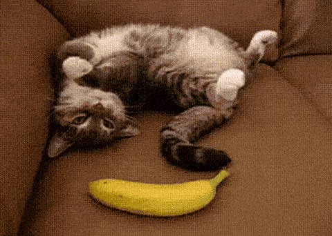 壁纸 动物 猫 猫咪 小猫 桌面 480_342 gif 动态图 动图